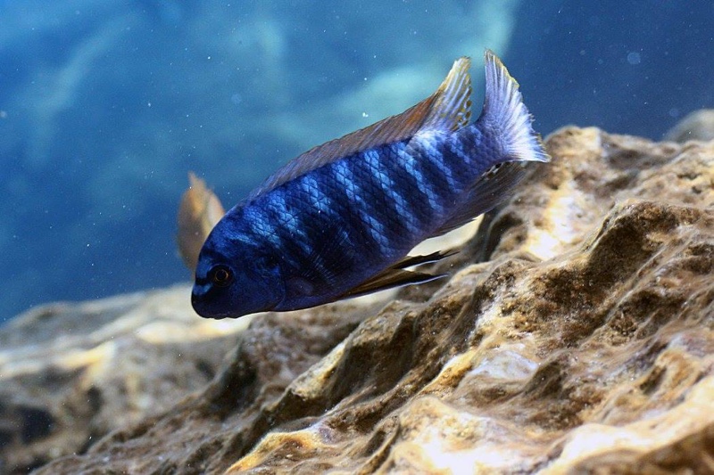 Labeotropheus fuelleborni 'Chiwi Rocks'